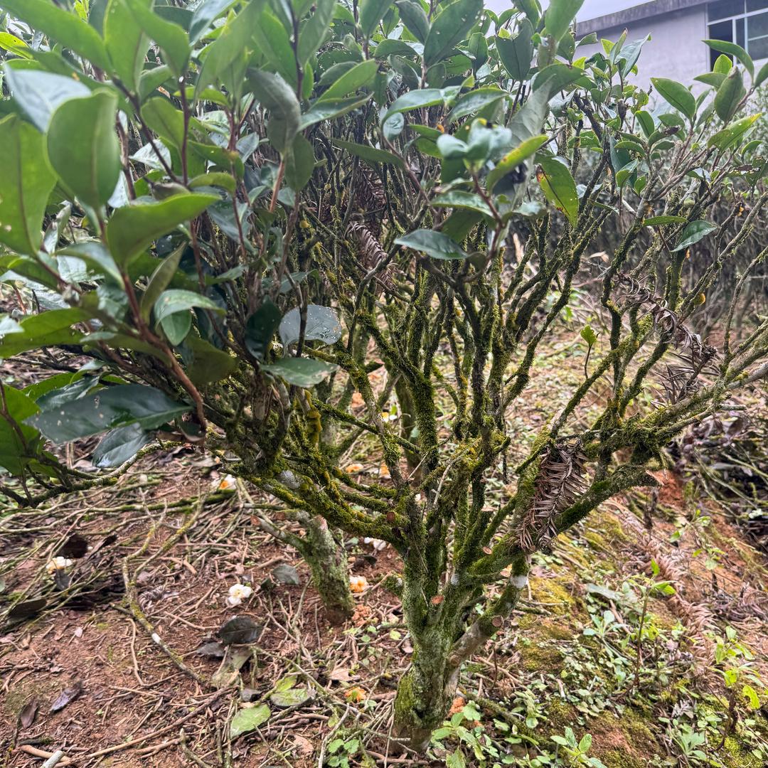 溪农