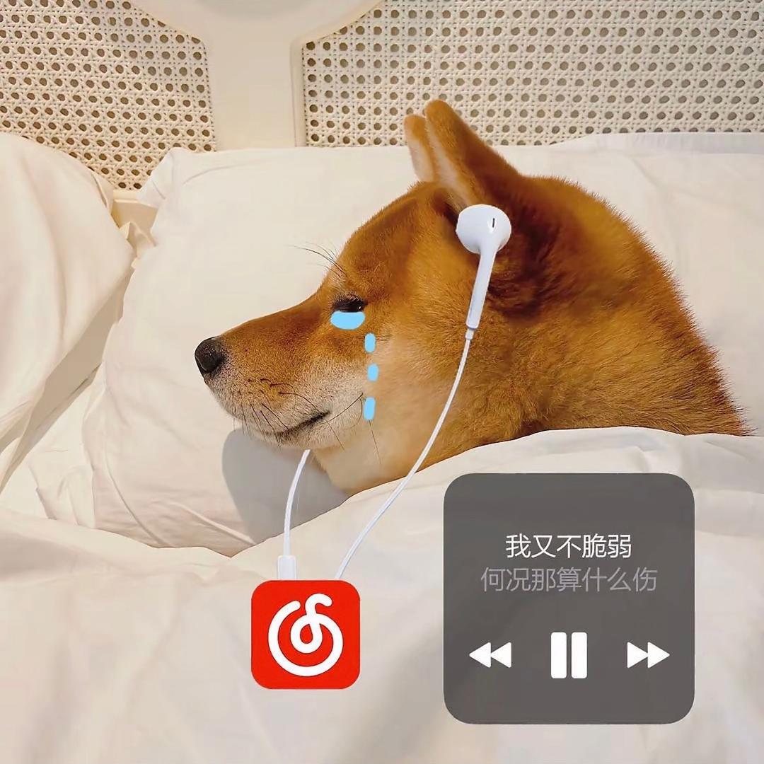 蓝桉i