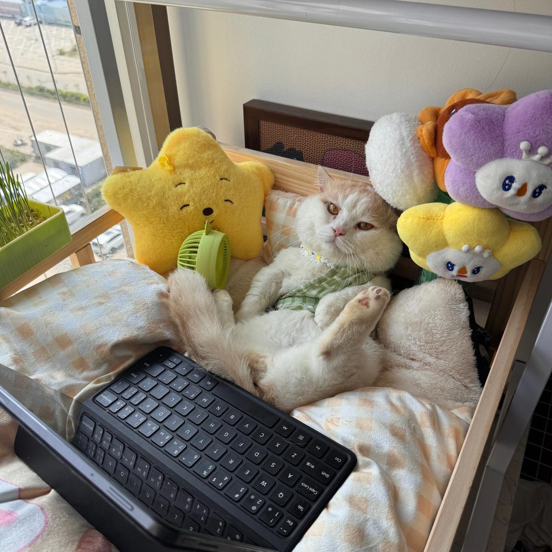 一万吨的猫