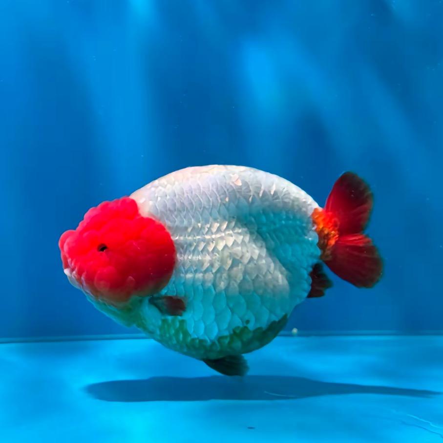 灌云县水精灵水族馆