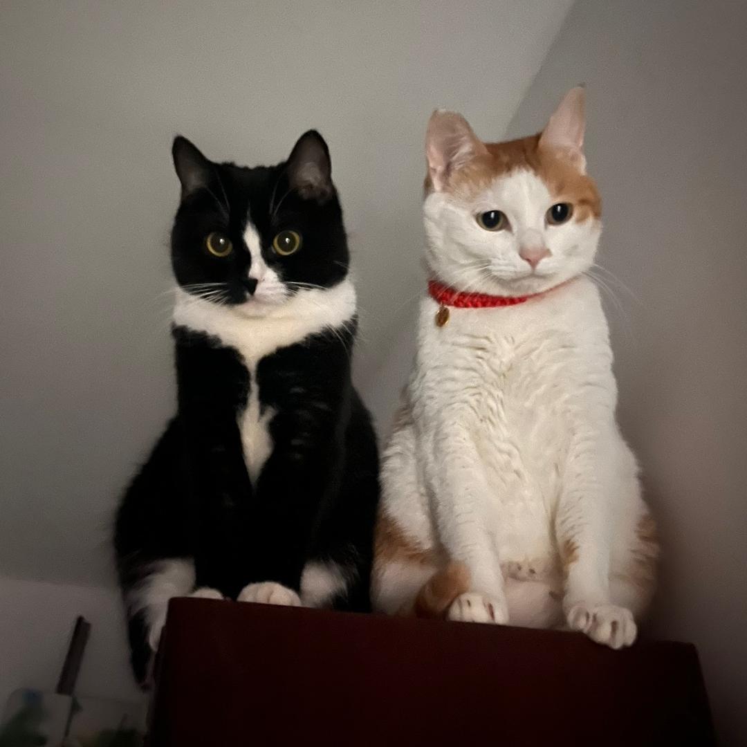 没头脑和不高兴🐱