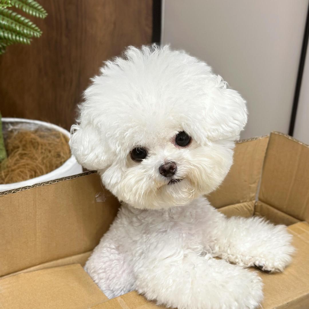 玲恩萌宠5