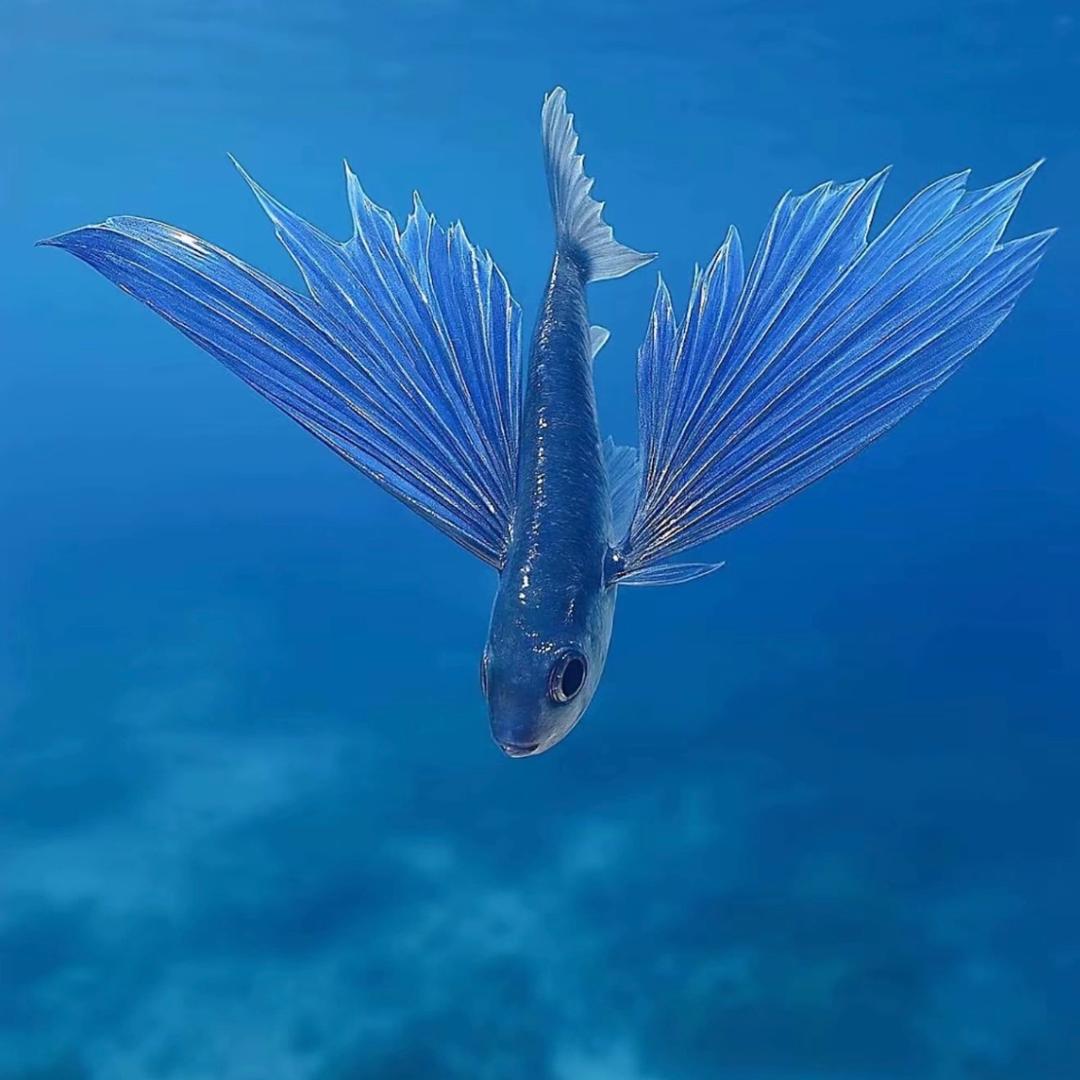 🐟搁浅的伍六七