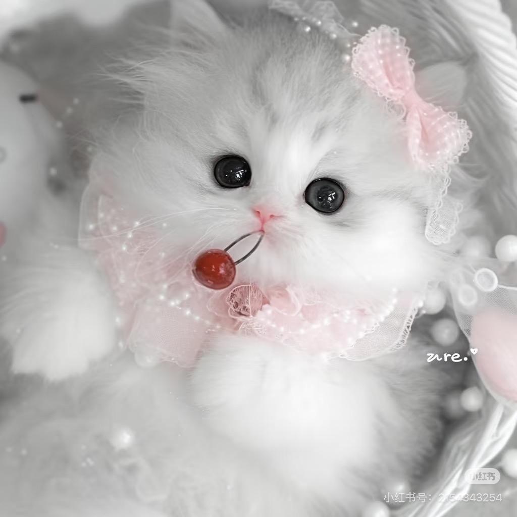 可爱的猫咪💕