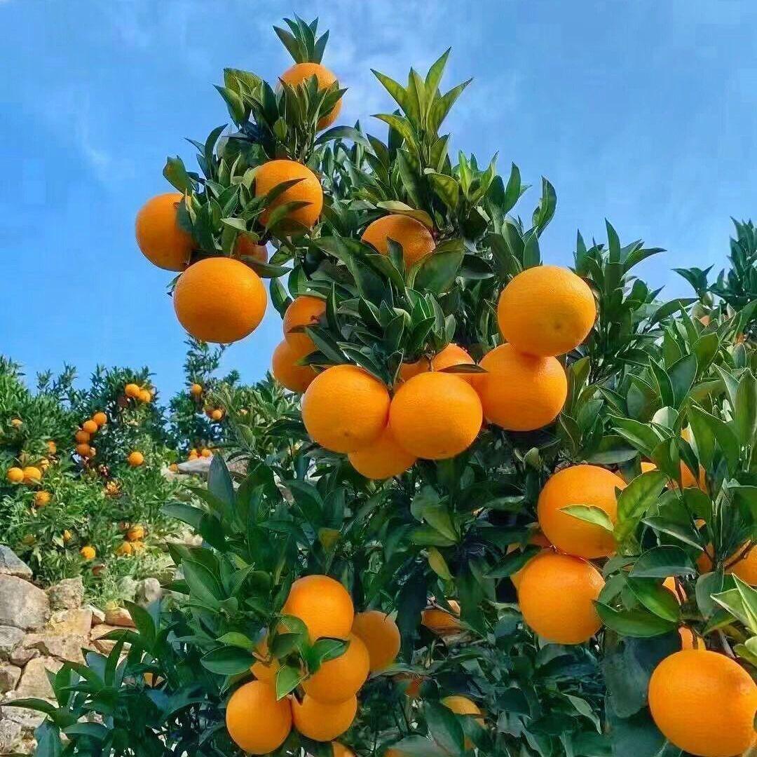 赣南脐橙🍊牛牛