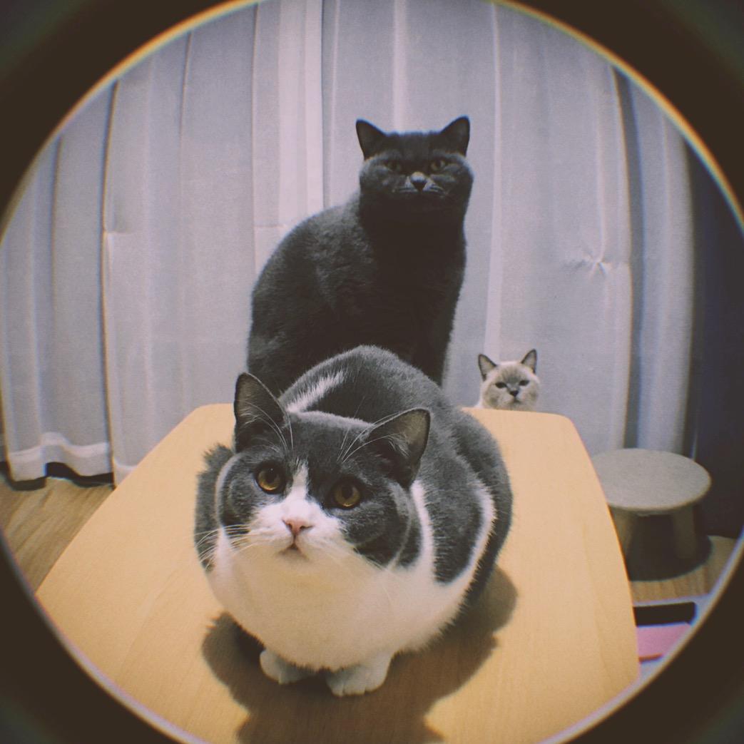 喜多桃子香香猪