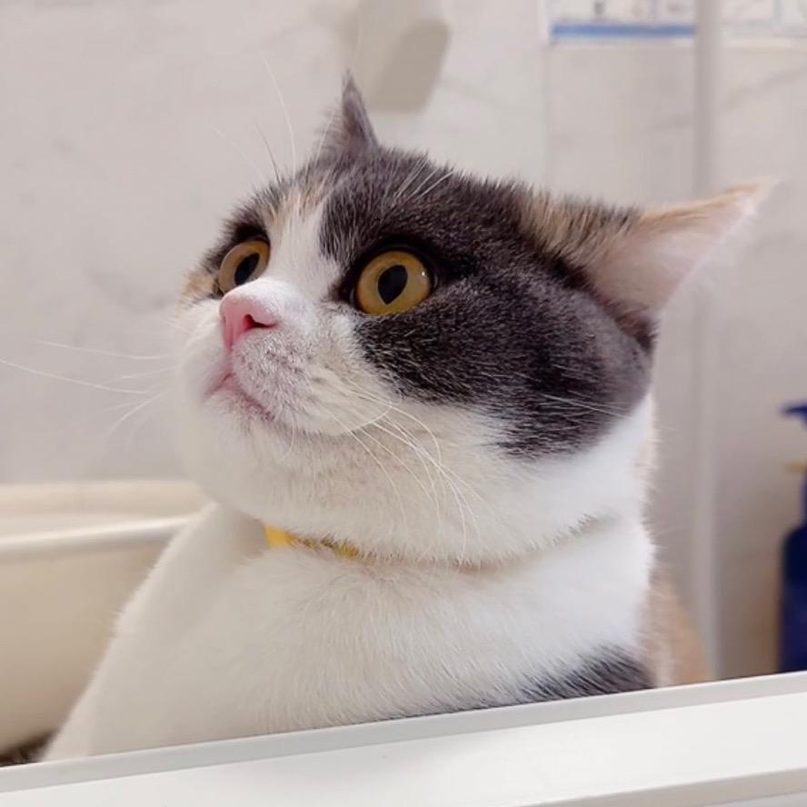 记录猫咪日常