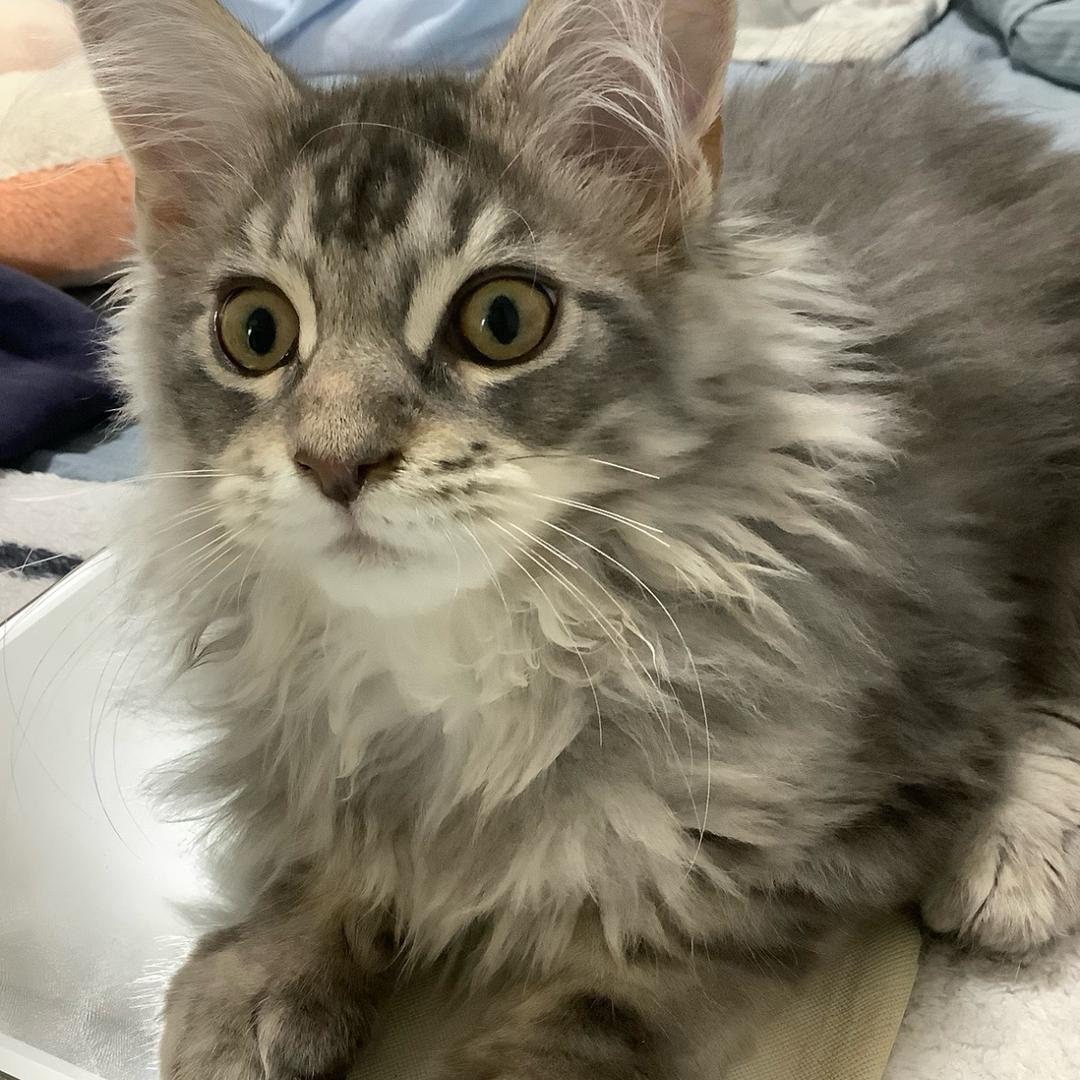 我不是够了我是够够了