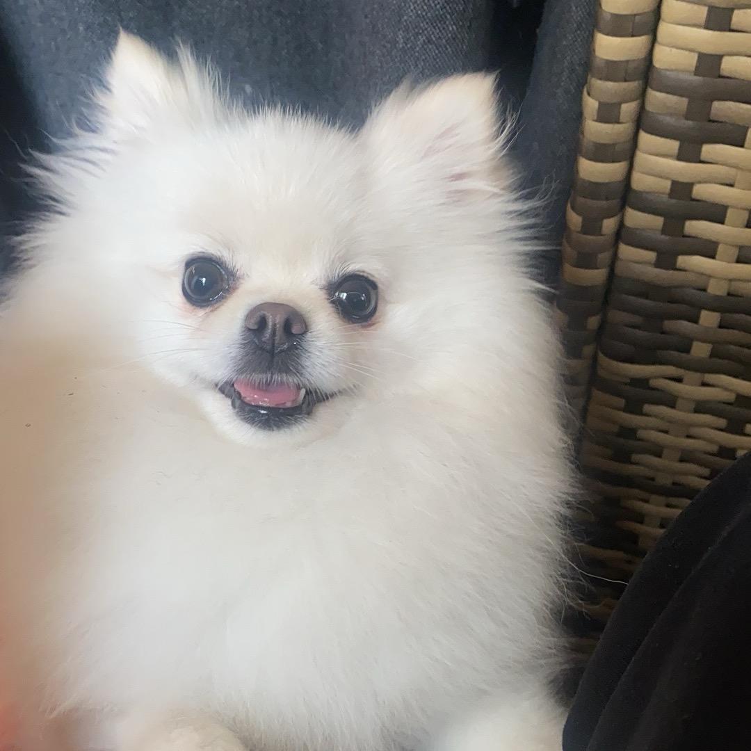 .吉