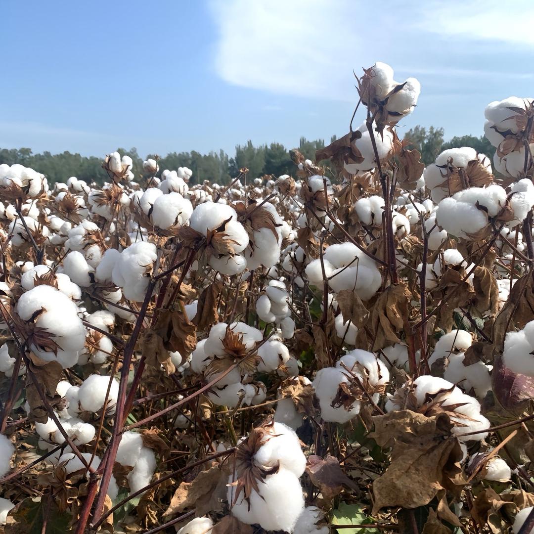 鑫疆棉花