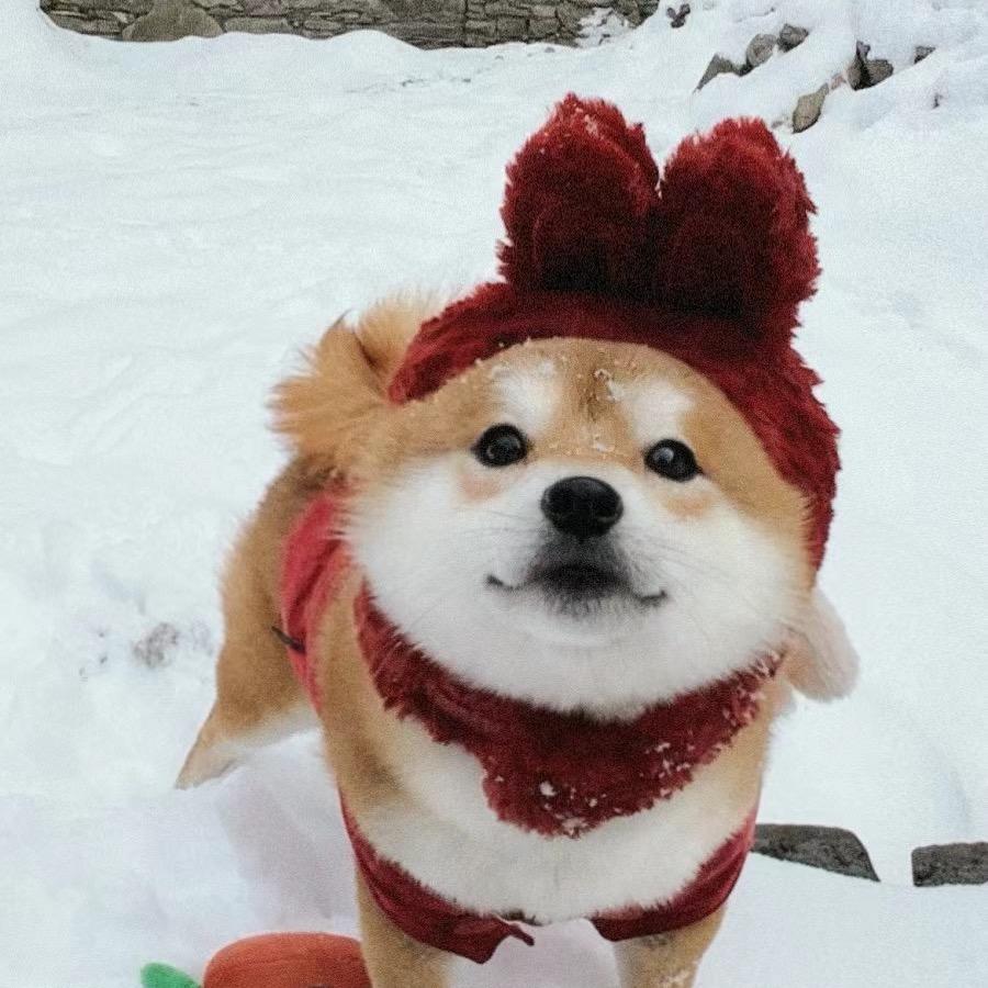 带灰狼🐺
