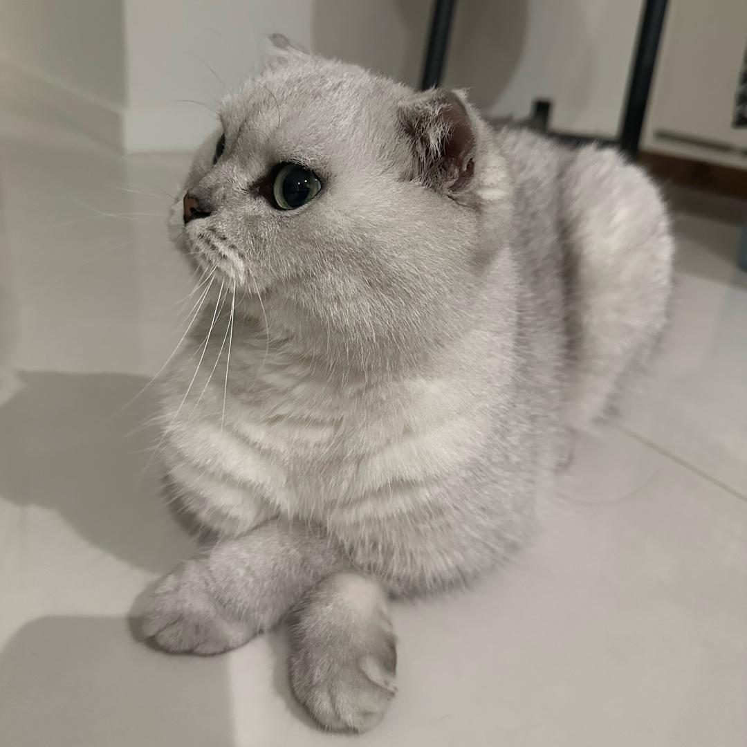 汤圆不圆