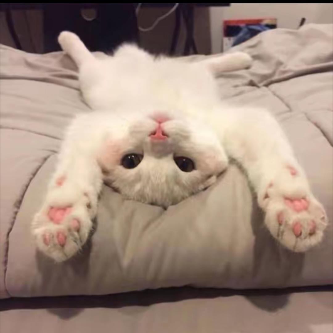 小蛋挞