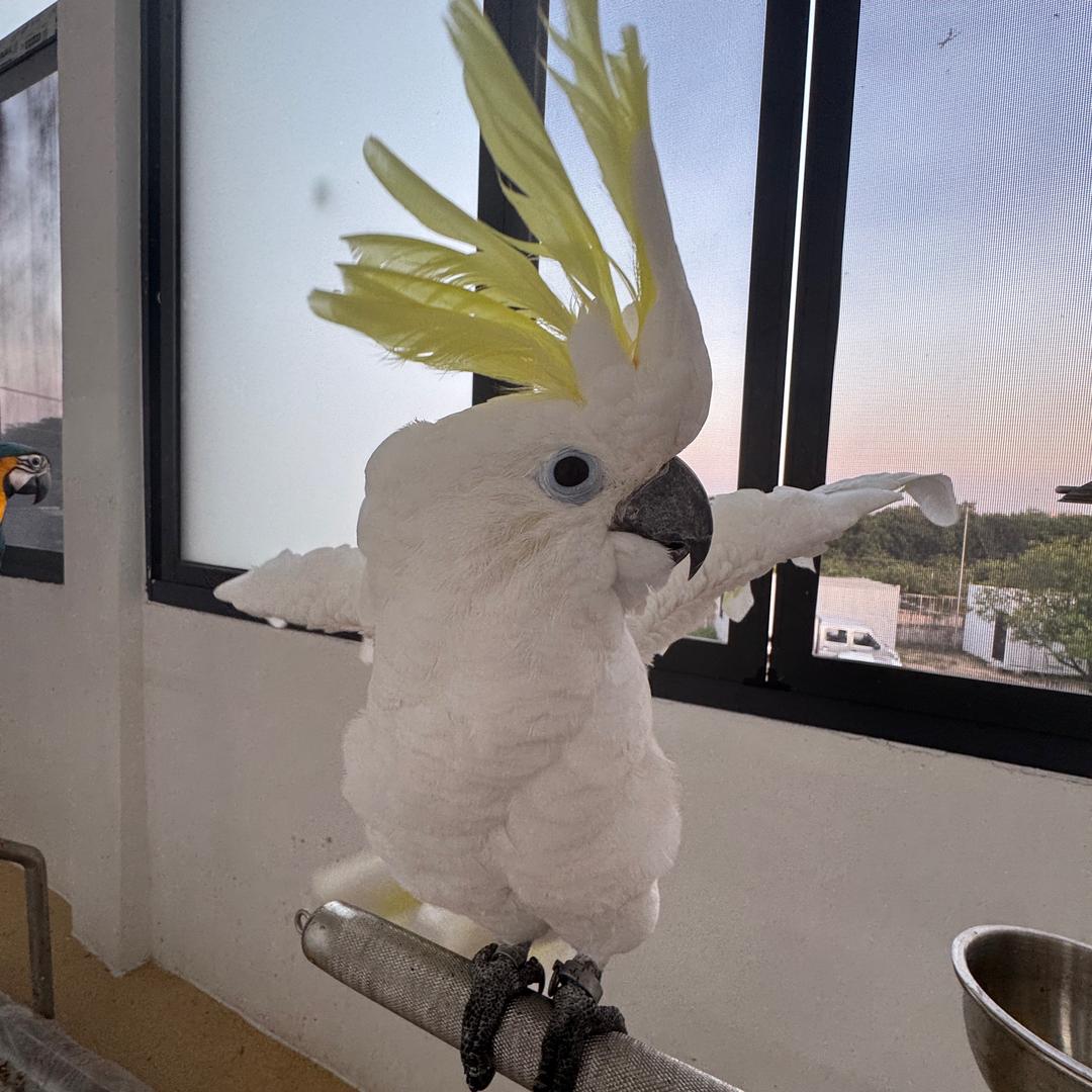 哆乐小鹦鹉