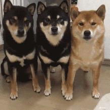 崽崽
