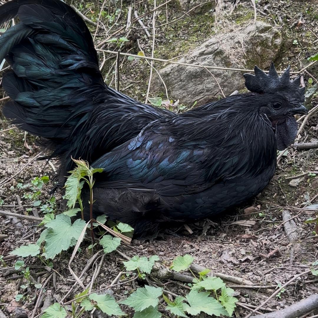 盐津乌骨鸡（大亦）