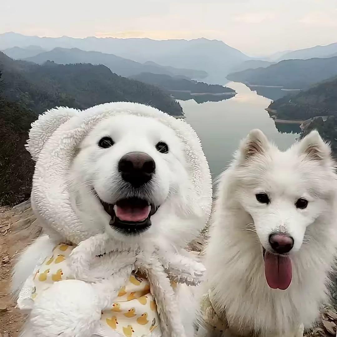 阿夏搞薯条