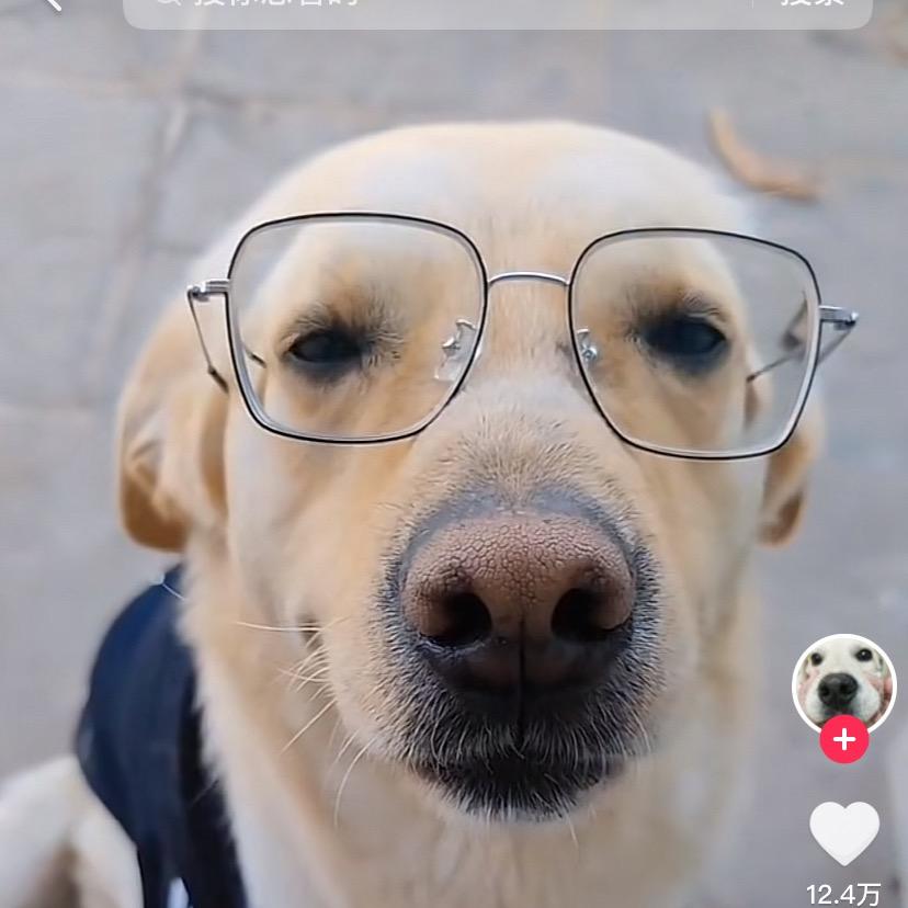 雷州本地狗（曲界店）