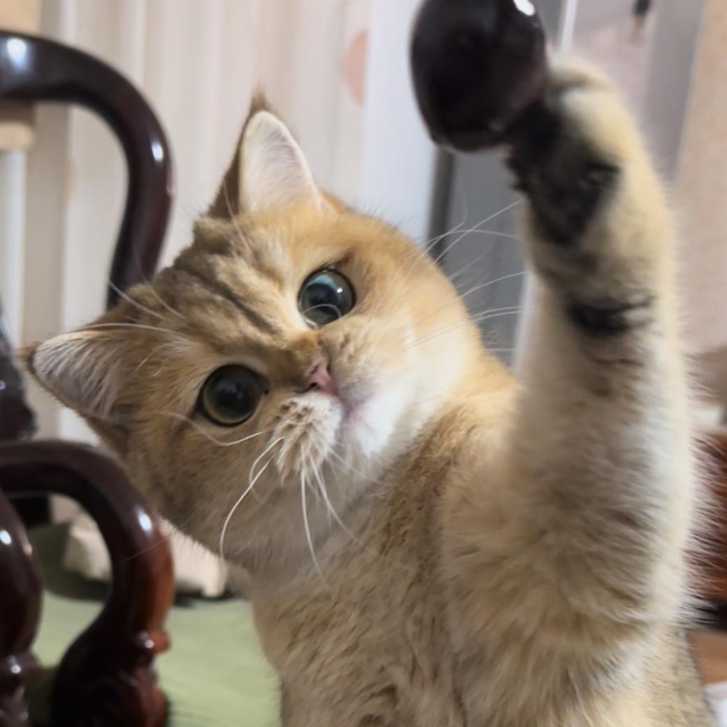 招财🐱yoyo爱吃虾