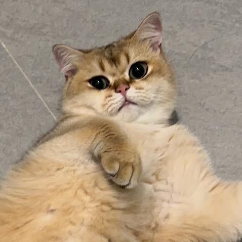 笔崽