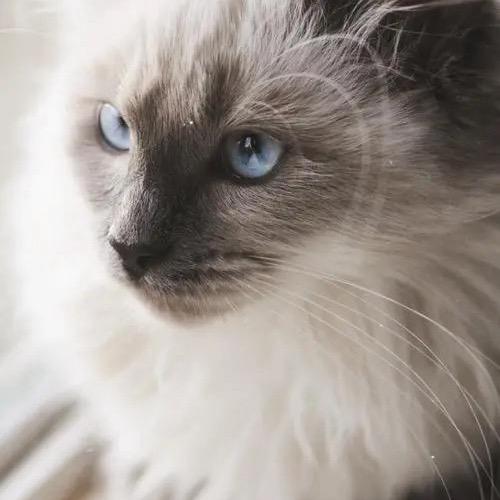 爱只能爱一场！