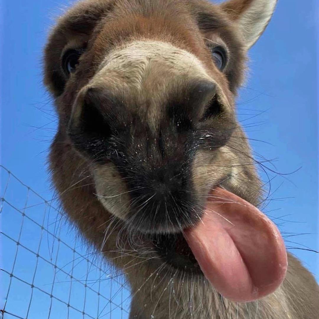 幸运（抗癌版）