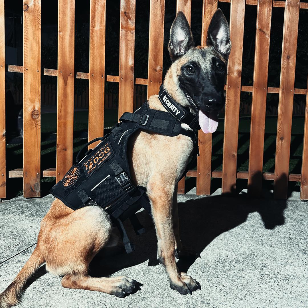 豹er爸的训犬日记