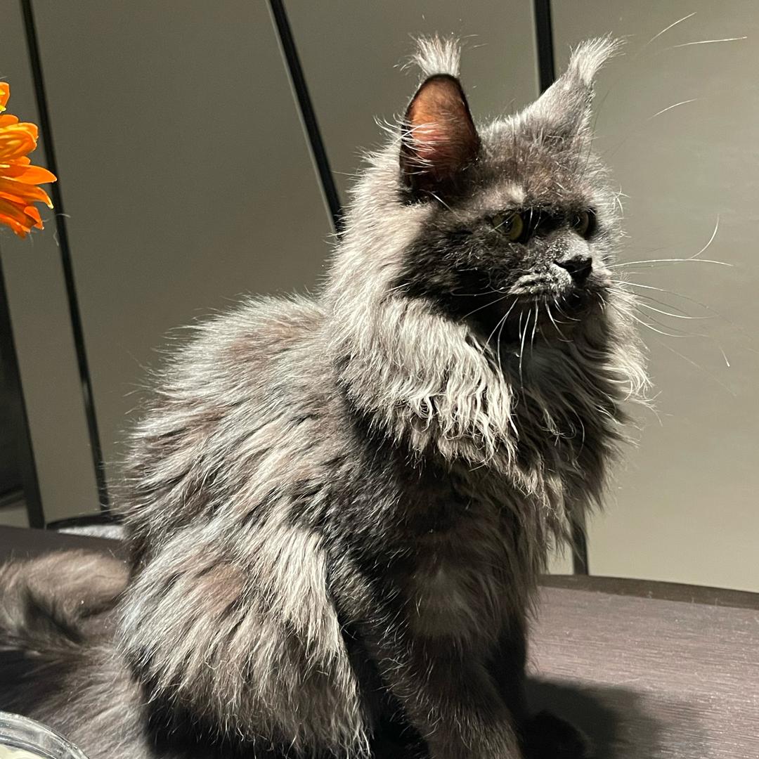阿昌米猫公馆