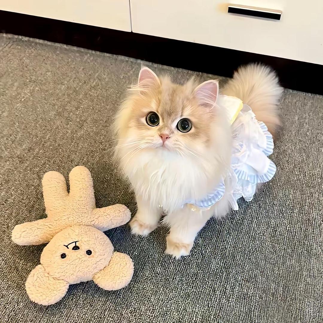 没有猫咪的野人