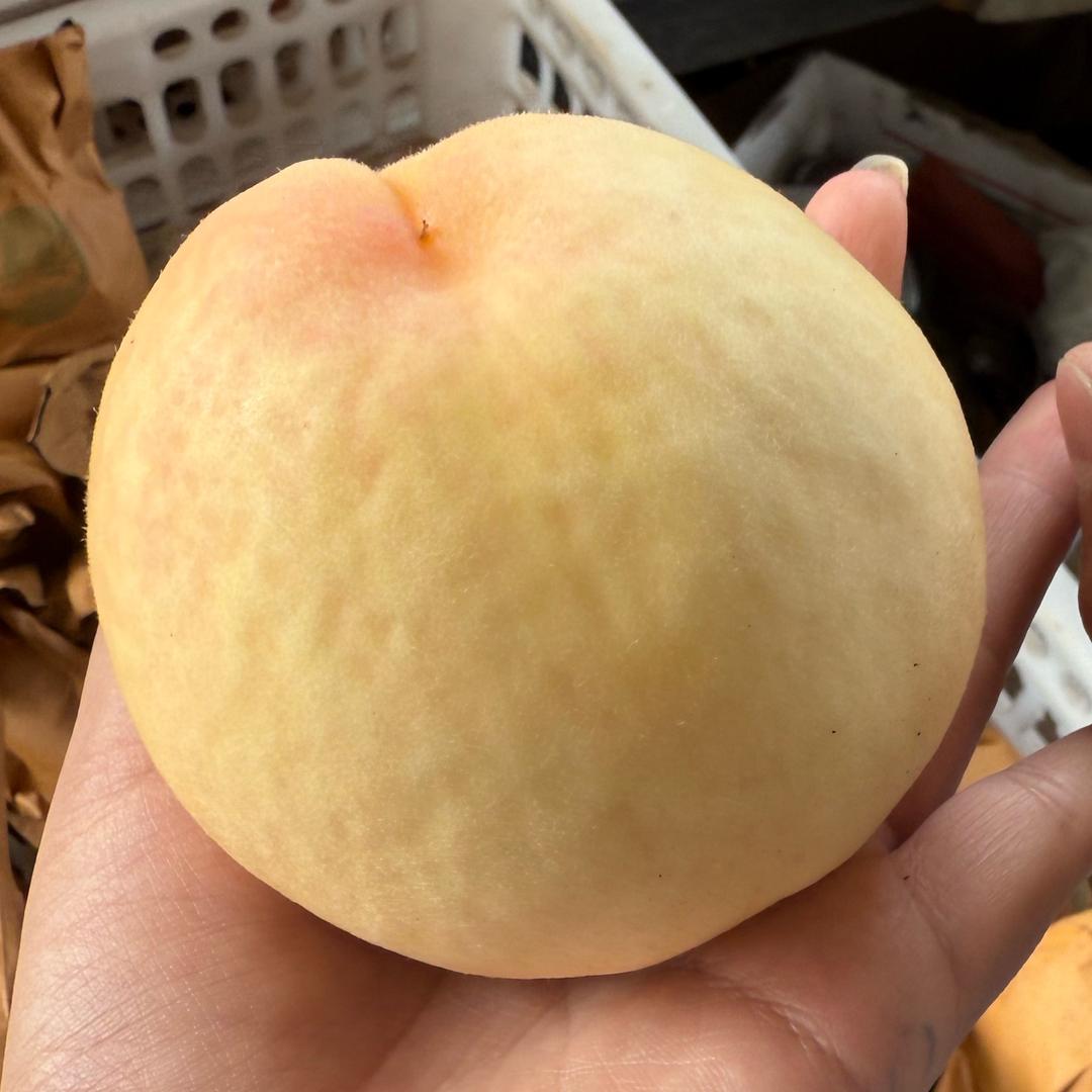 小冯鲜果🍑