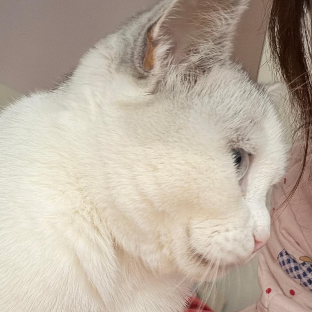 🍓王ʚʕ̯•͡˔•̯᷅ʔɞ蓓～蓓ɞ