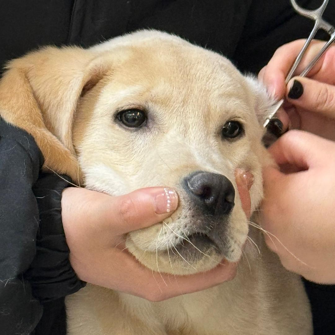坦克是只小臭坦🐶