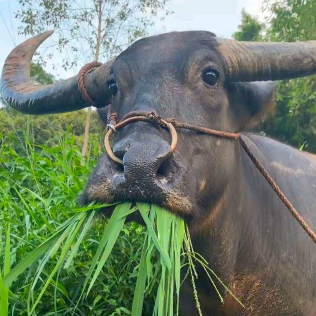 性感非洲大母牛