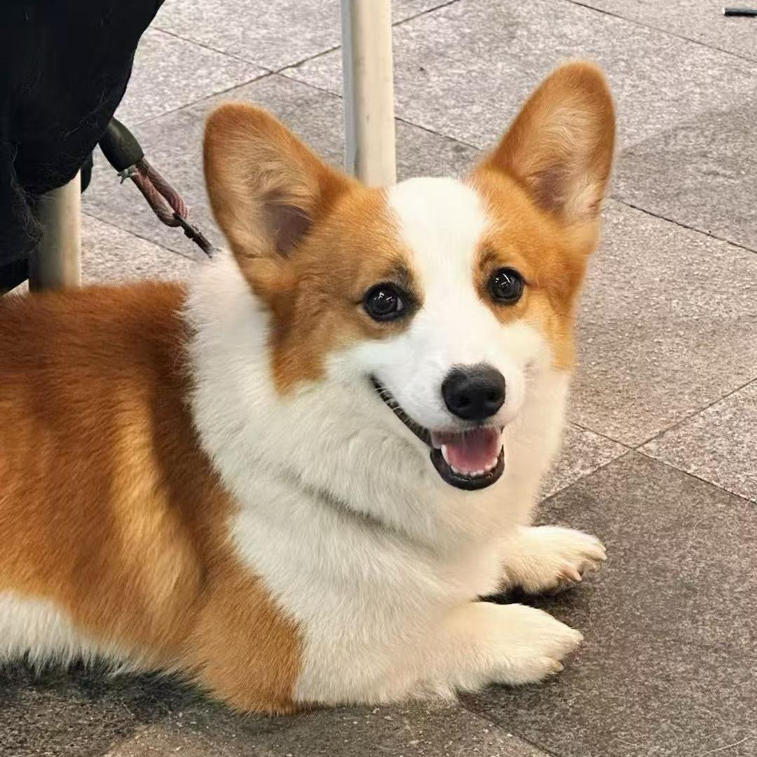 佛系牛大宝i