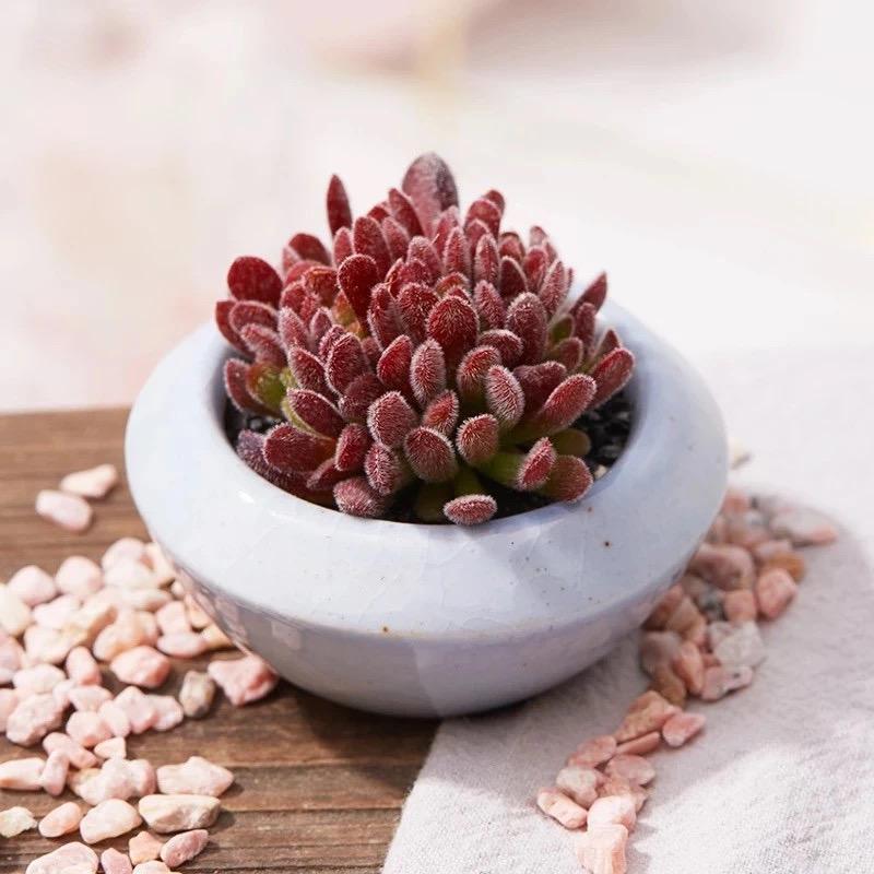 陈陈盆景绿植花卉