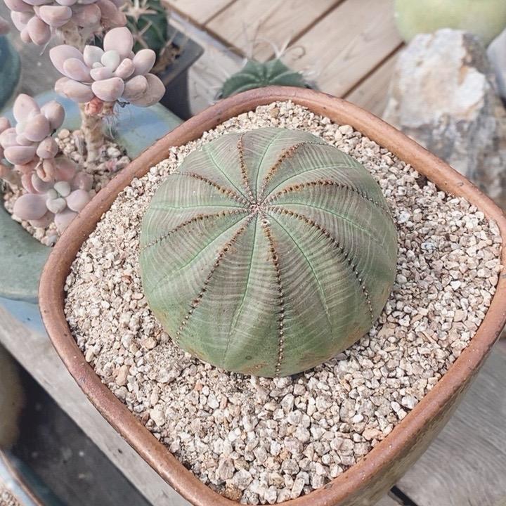 1987多肉美学寄养号