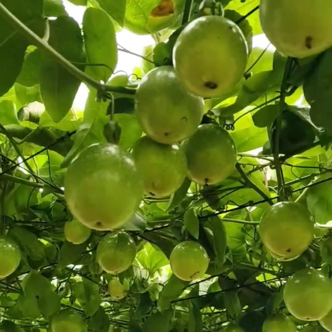 华晨鲜果（应季水果）
