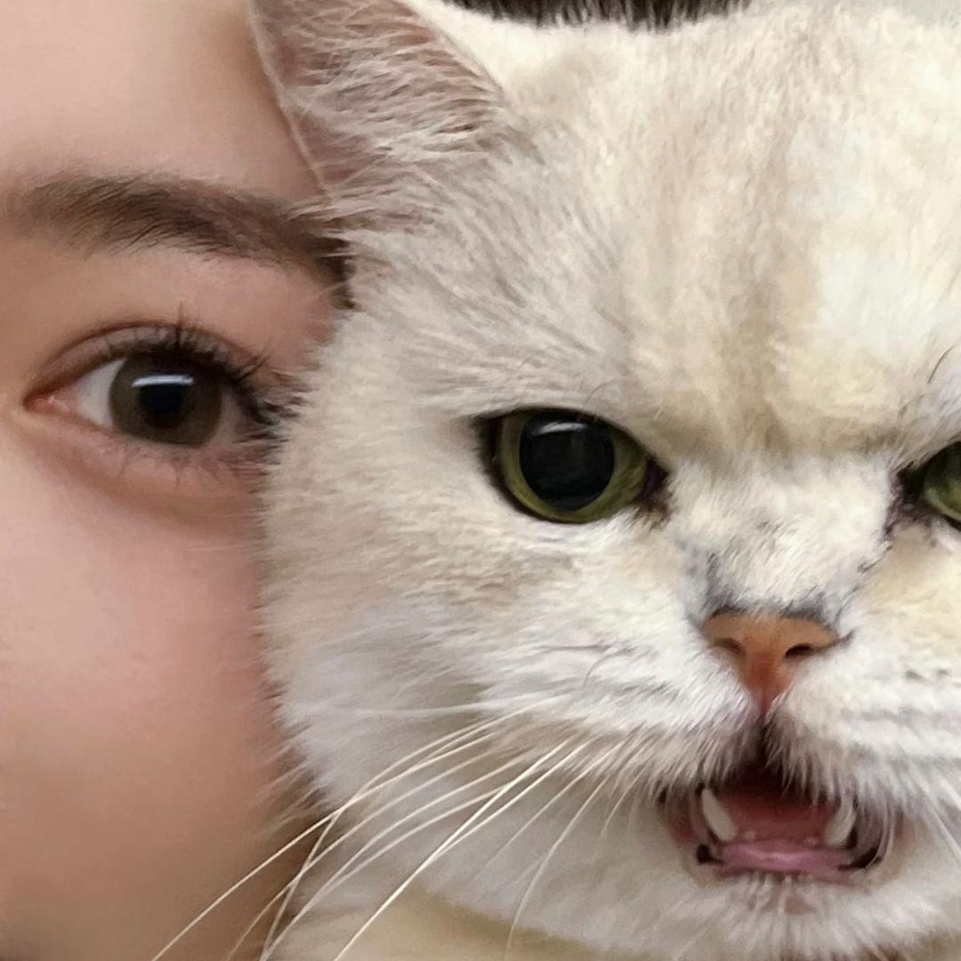 喵派（薅羊毛）