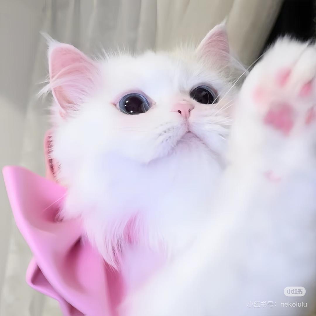 小橘伊joy