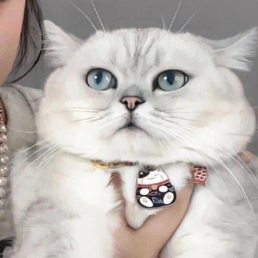 汪喵良品