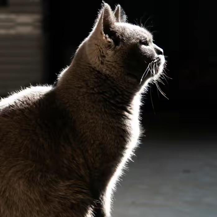 影视班的猫