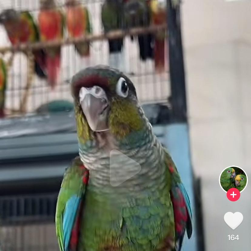 栖鹦园鹦鹉养殖基地