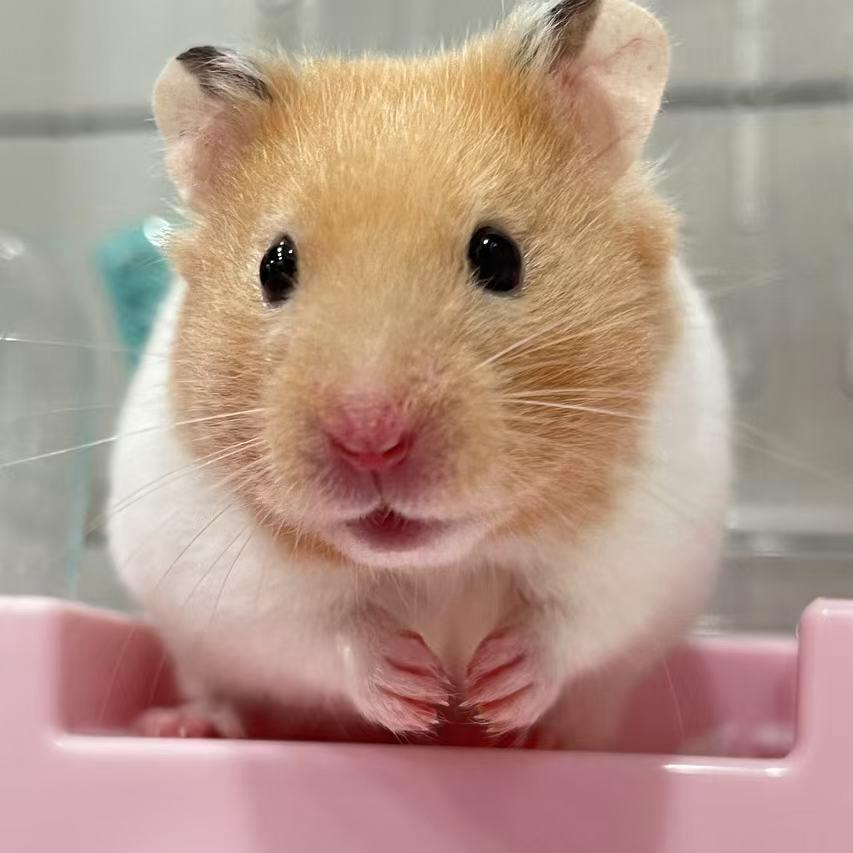蛋仔鼠鼠