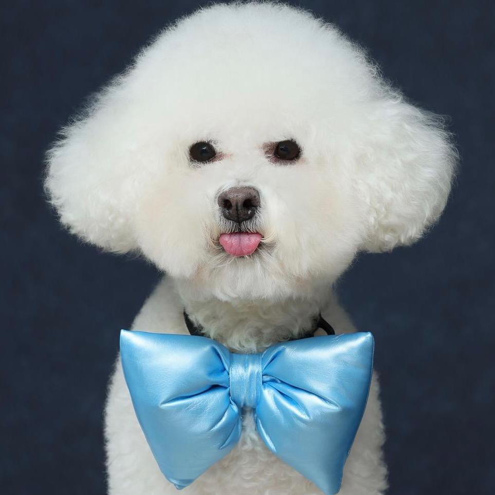 犬乙乐园