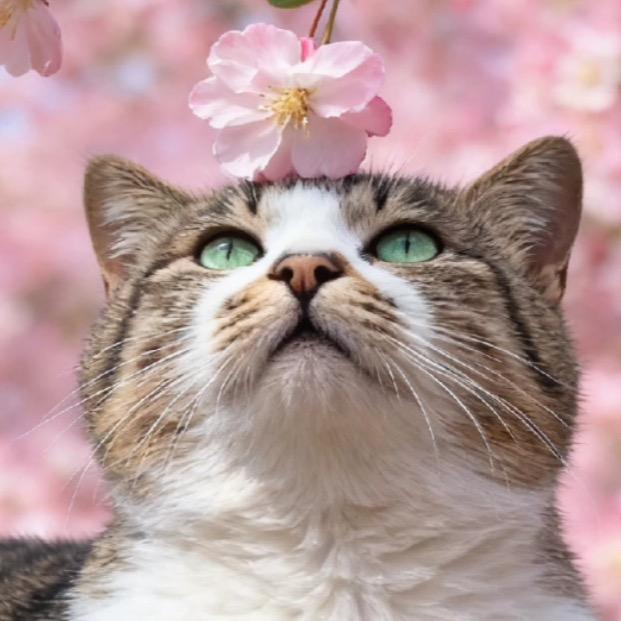 🐱