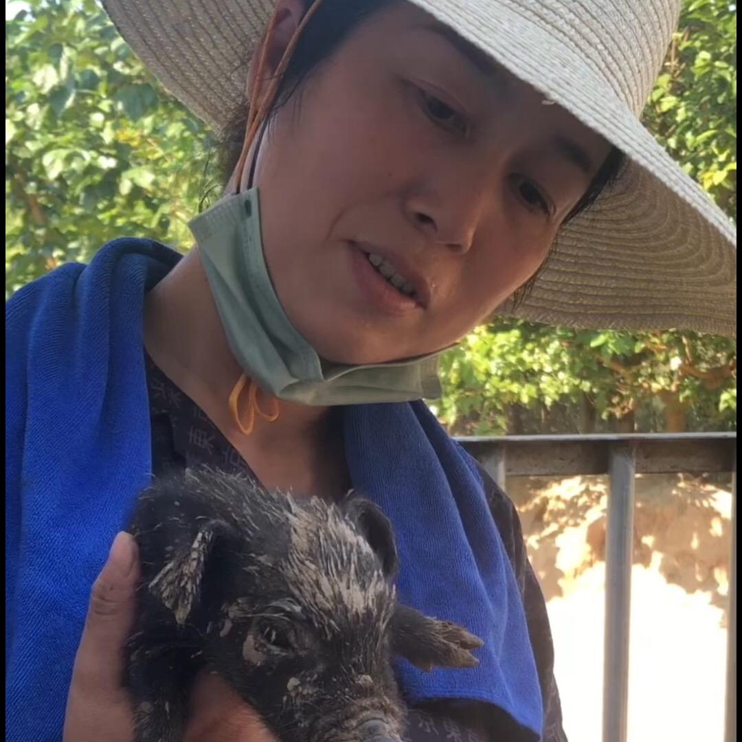 苏姐养殖
