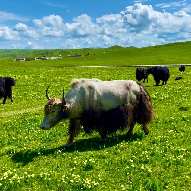 青藏高原牦牛奶@抖音