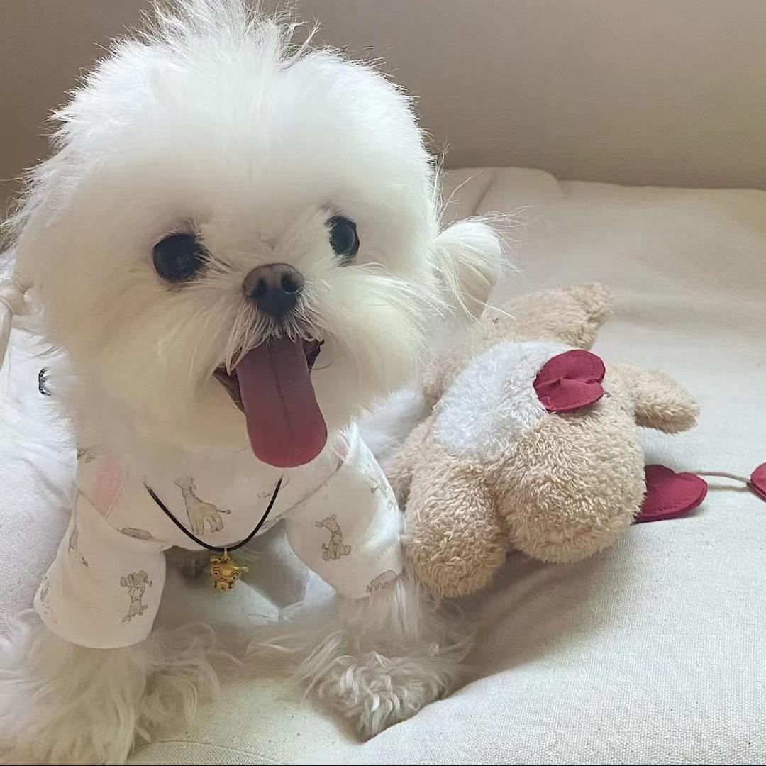 小辣椒的马尔济斯