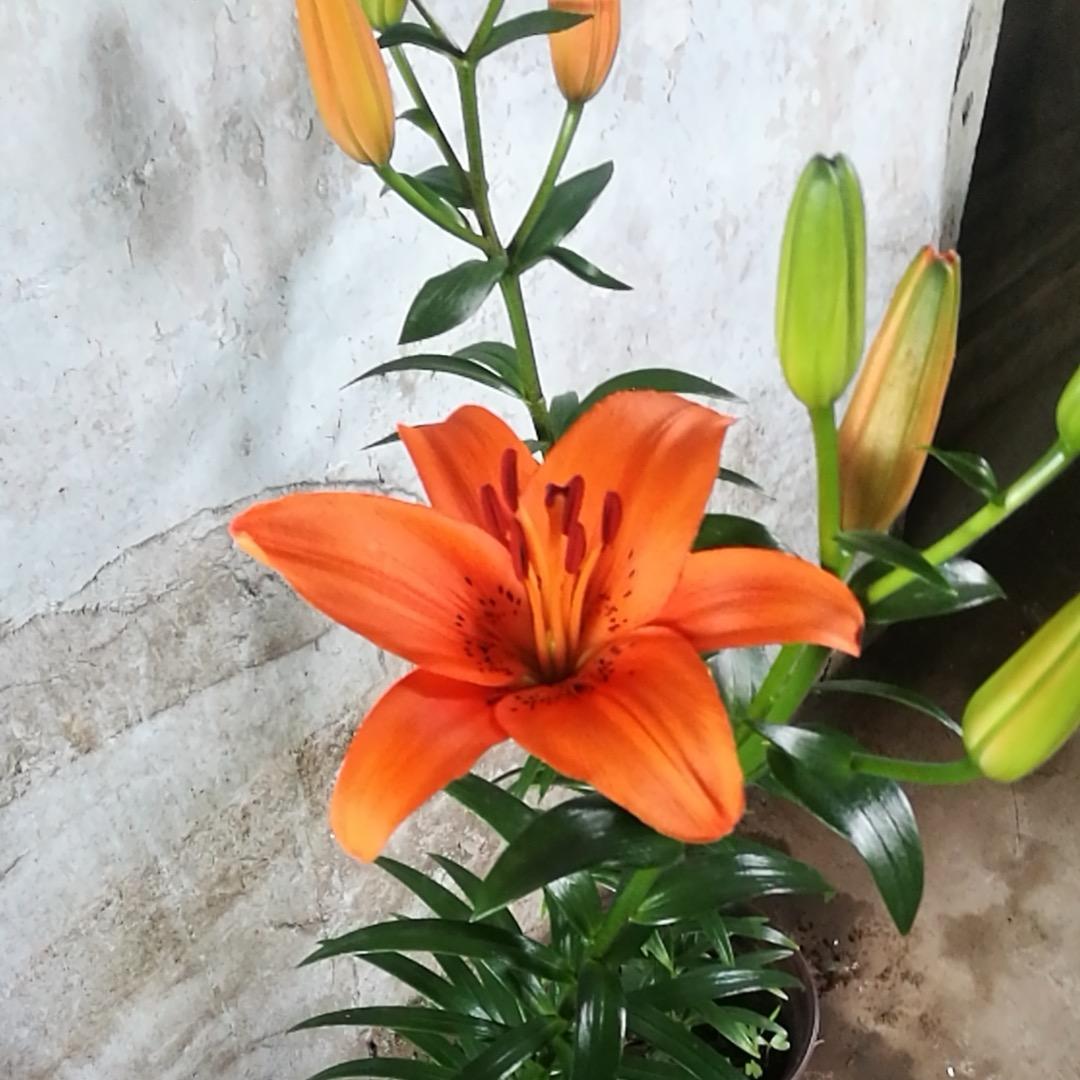 金璐小花园