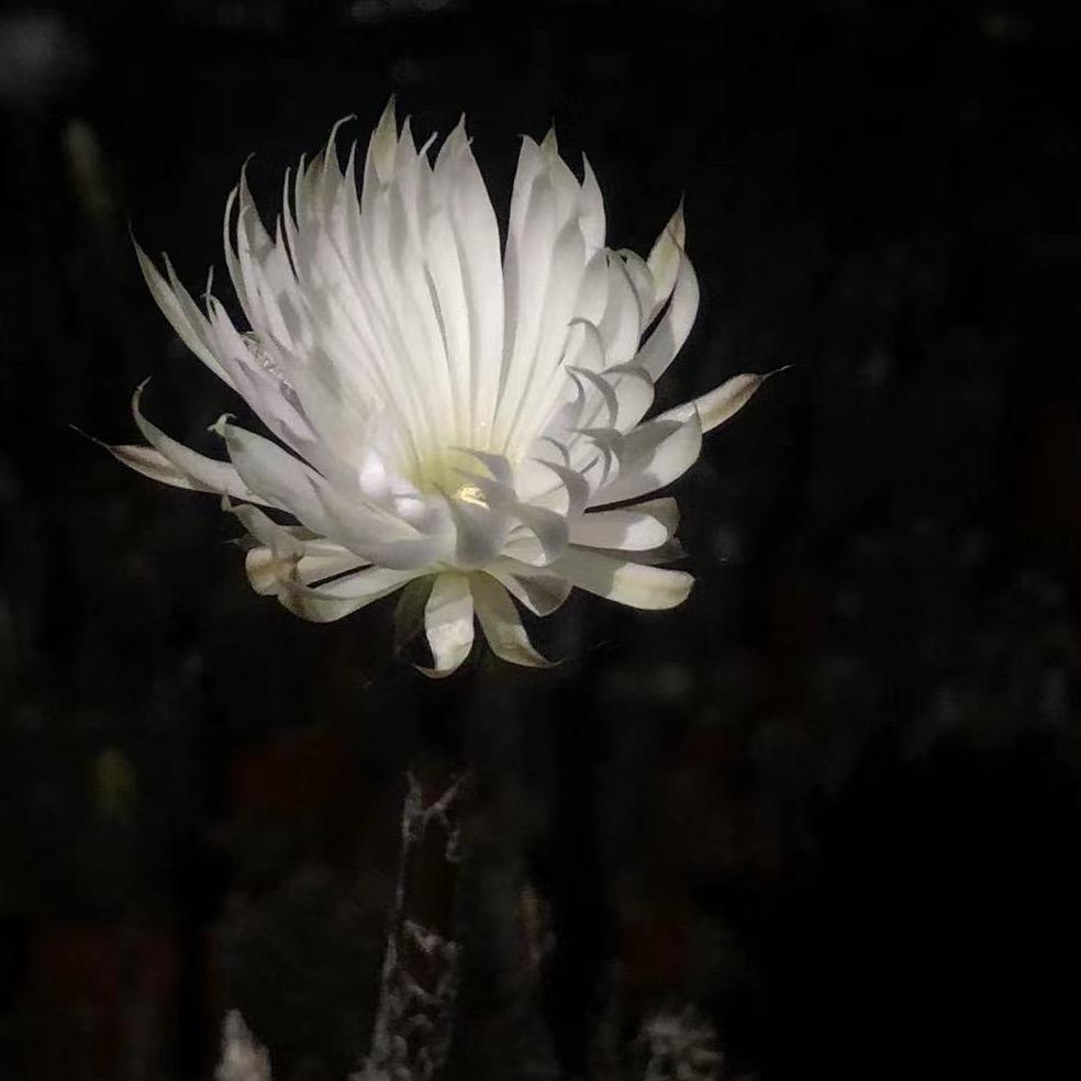 花时园艺